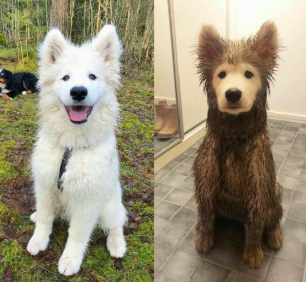 dog before and after mud