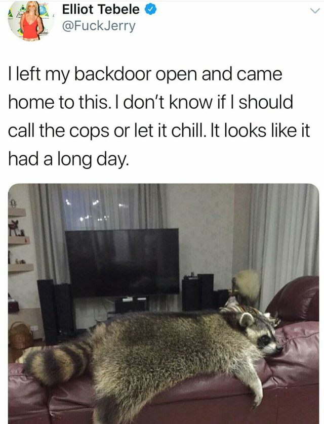 trash panda memes - Elliot Tebele Jerry I left my backdoor open and came home to this. I don't know if I should call the cops or let it chill. It looks it had a long day.