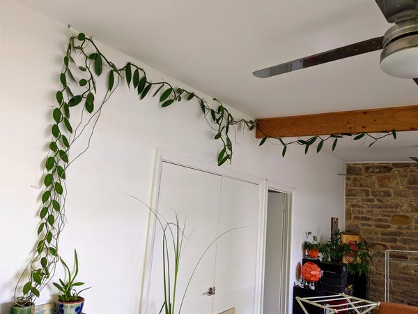 plant vine stretching across a wall in a home