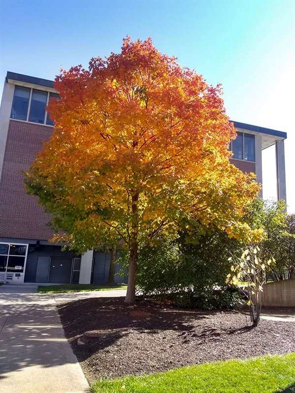 tree in fall showing full spectrum of leaf colors from dark orange to bright green