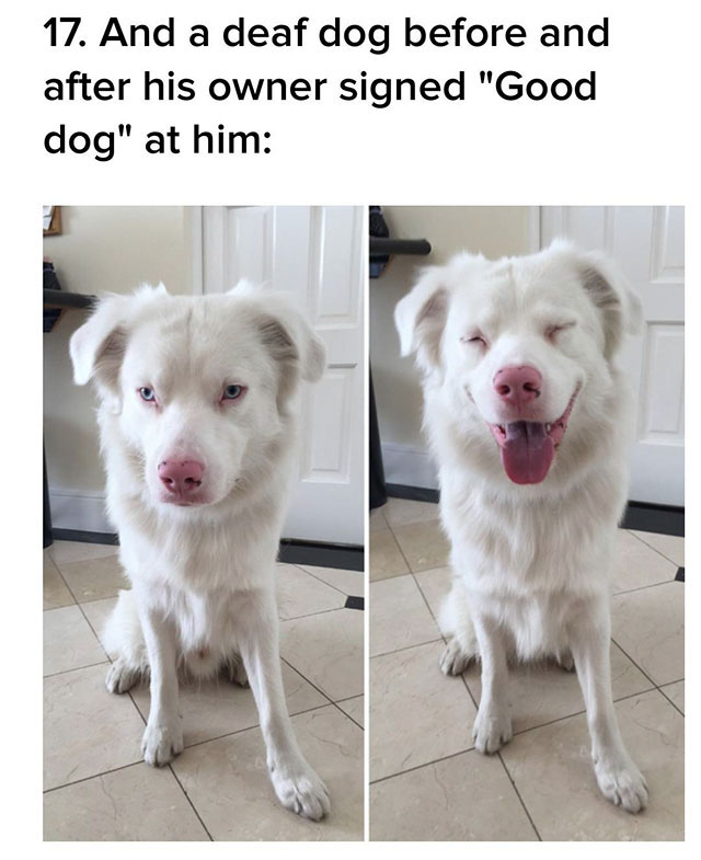 dogs before and after being told good boy - 17. And a deaf dog before and after his owner signed "Good dog" at him