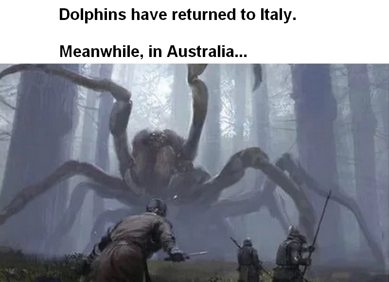 terrifying presence magic - Dolphins have returned to Italy. Meanwhile, in Australia...