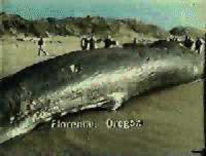 That Time Oregon Decided to Blow Up A Whale Carcass, and it Went Horribly Wrong.