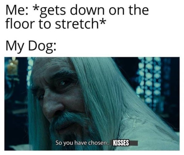 so you have chosen meme - Me gets down on the floor to stretch My Dog So you have chosen.. Kisses