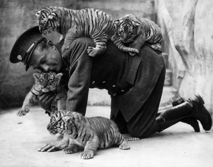 This old zoo keeper loved his tiger cubs (1937)