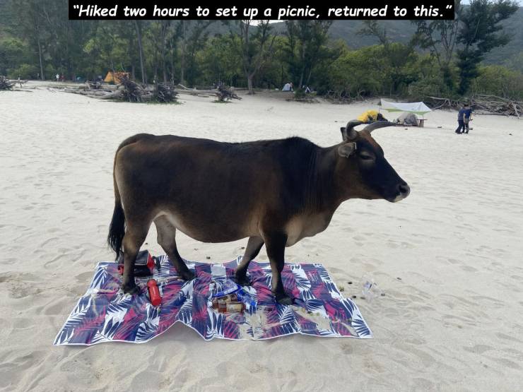bull - "Hiked two hours to set up a picnic, returned to this. "Hiked two hours to set up a picnic, returned to this."