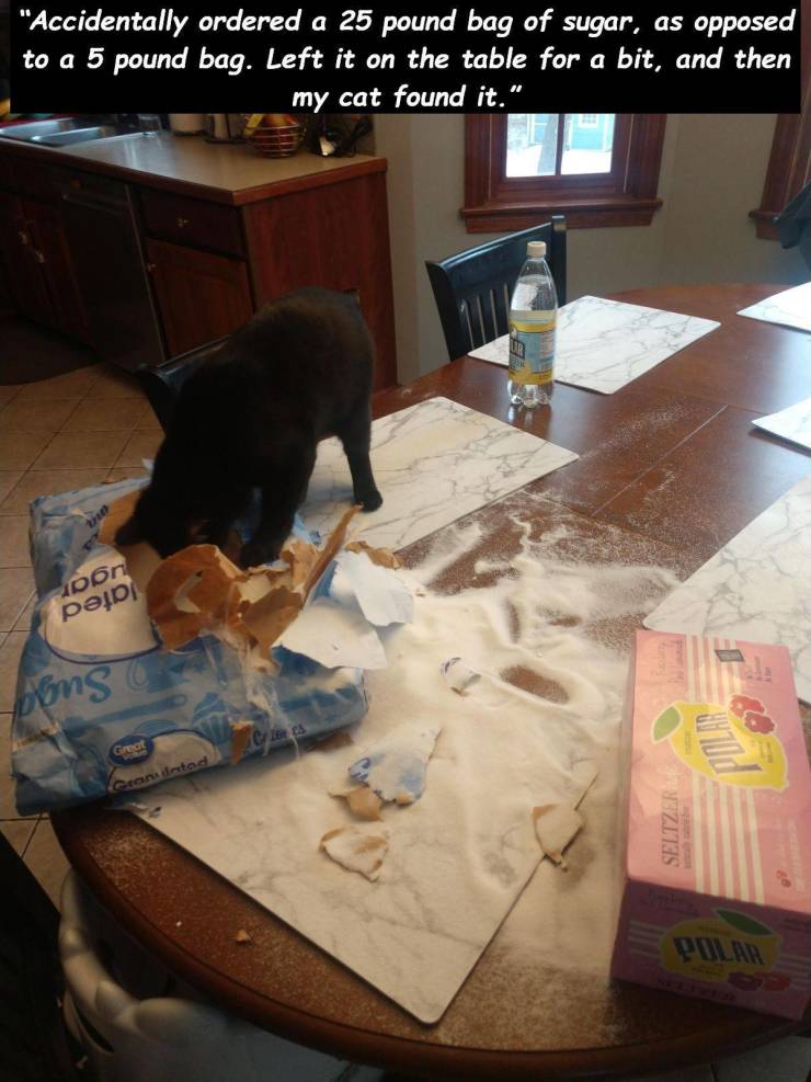 dog - "Accidentally ordered a 25 pound bag of sugar, as opposed to a 5 pound bag. Left it on the table for a bit, and then my cat found it." upon pejo Dins Great andeta Seltzer