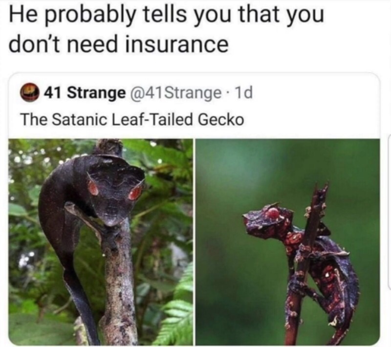 satanic leaf tailed gecko - He probably tells you that you don't need insurance 41 Strange Strange 1d The Satanic LeafTailed Gecko