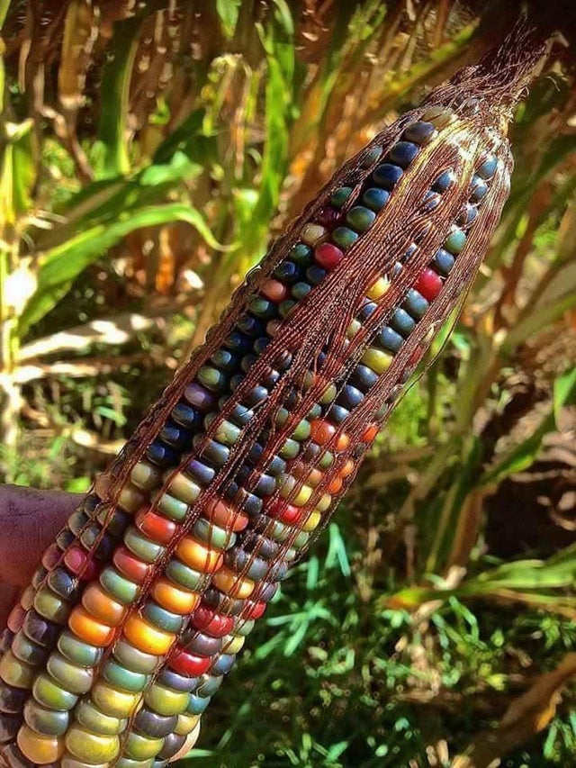 native american glass gem corn