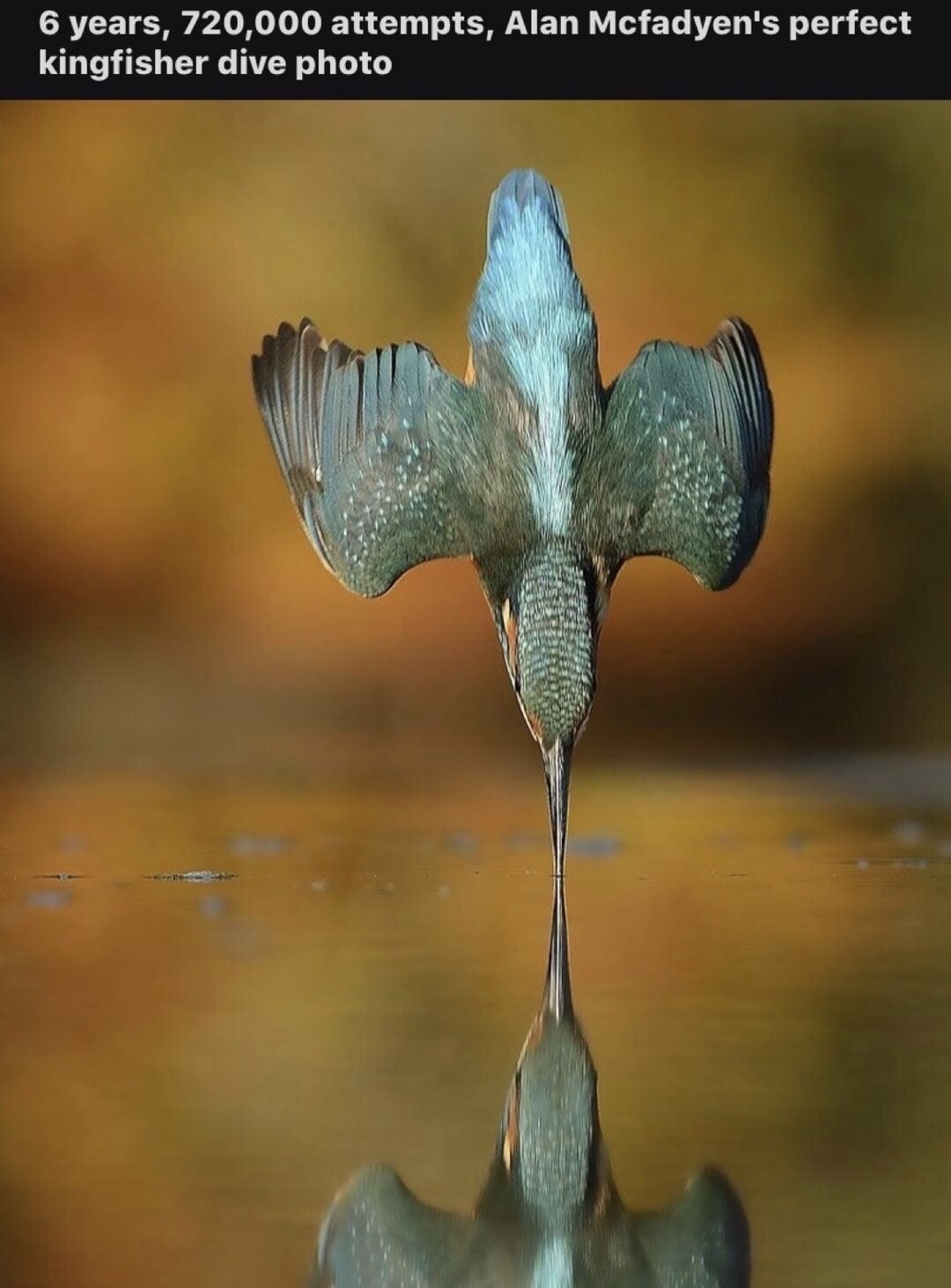 alan mcfadyen - 6 years, 720,000 attempts, Alan Mcfadyen's perfect kingfisher dive photo