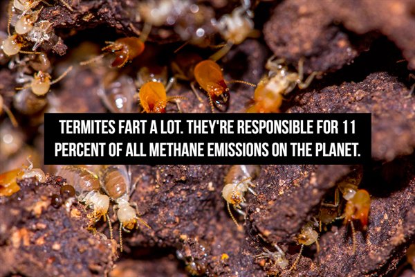 Termite - Termites Fart A Lot. They'Re Responsible For 11 Percent Of All Methane Emissions On The Planet.