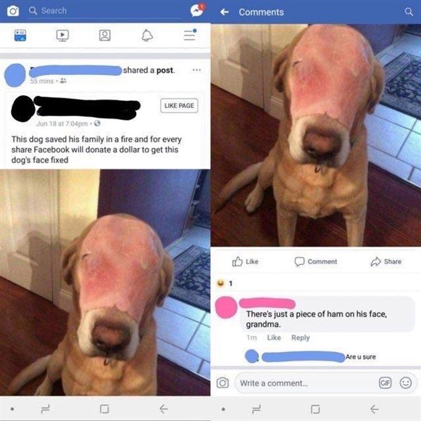 dog with ham on face - O Q Search d a post 55 mins. Page Jun 18 at pm. This dog saved his family in a fire and for every Facebook will donate a dollar to get this dog's face fixed comment There's just a piece of ham on his face, grandma Im Are u sure @ Wr