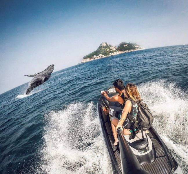 couple on jet ski whale watching