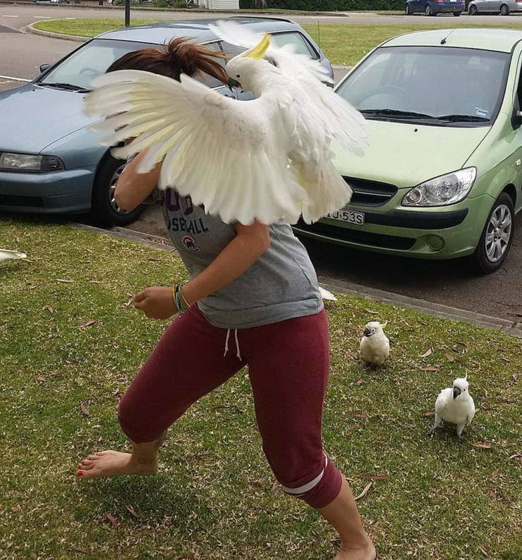 woman being attacked by cockatoo