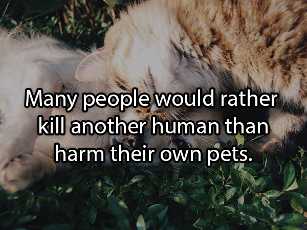 Dog - Many people would rather kill another human than harm their own pets.