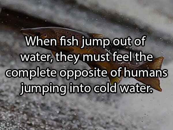 cut lock - When fish jump out of water, they must feel the complete opposite of humans jumping into cold water.