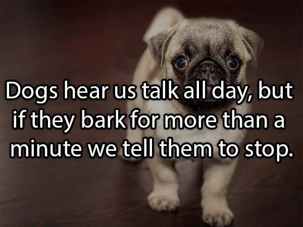 can pets eat peanut butter - Dogs hear us talk all day, but if they bark for more than a minute we tell them to stop.