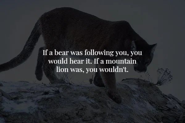 black panther - If a bear was ing you, you would hear it. If a mountain lion was, you wouldn't.