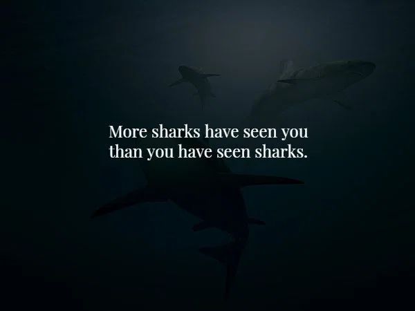 marine biology - More sharks have seen you than you have seen sharks.