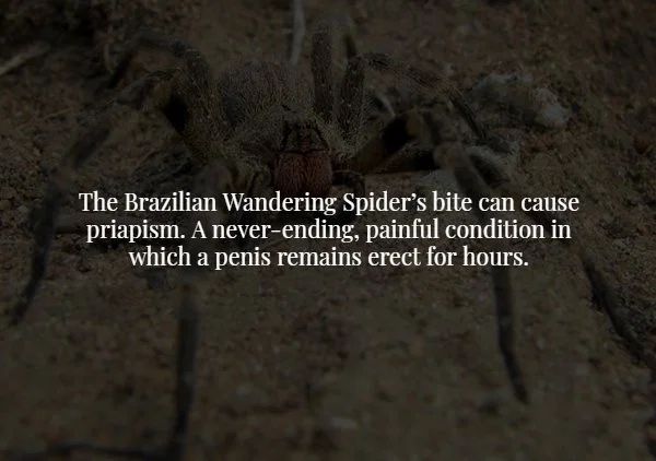 tarantula - The Brazilian Wandering Spider's bite can cause priapism. A neverending, painful condition in which a penis remains erect for hours.