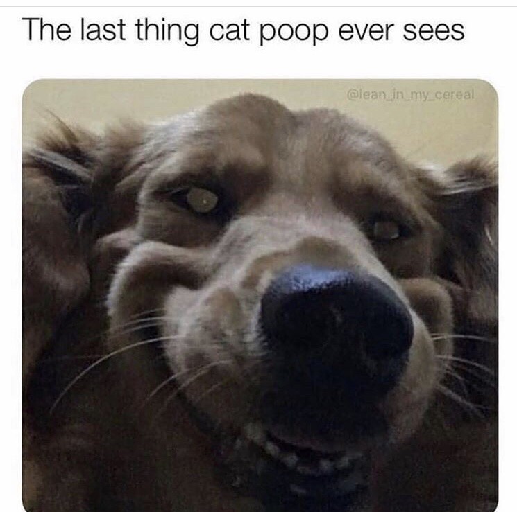 last thing cat poop ever sees - The last thing cat poop ever sees