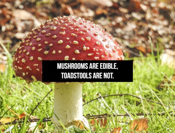 Mushrooms Are Edible, Toadstools Are Not.