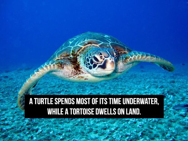 sea turtles - A Turtle Spends Most Of Its Time Underwater. While A Tortoise Dwells On Land.