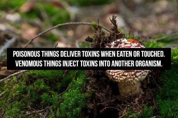 vegetation - Poisonous Things Deliver Toxins When Eaten Or Touched. Venomous Things Inject Toxins Into Another Organism.