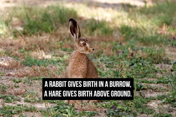 A Rabbit Gives Birth In A Burrow, A Hare Gives Birth Above Ground.