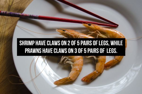 3 shrimps - Shrimp Have Claws On 2 Of 5 Pairs Of Legs. While Prawns Have Claws On 3 Of 5 Pairs Of Legs.