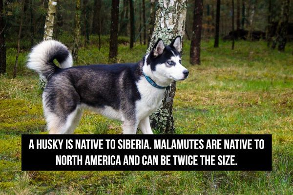 sakhalin husky - A Husky Is Native To Siberia. Malamutes Are Native To North America And Can Be Twice The Size.