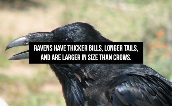 beak - Ravens Have Thicker Bills, Longer Tails, And Are Larger In Size Than Crows.