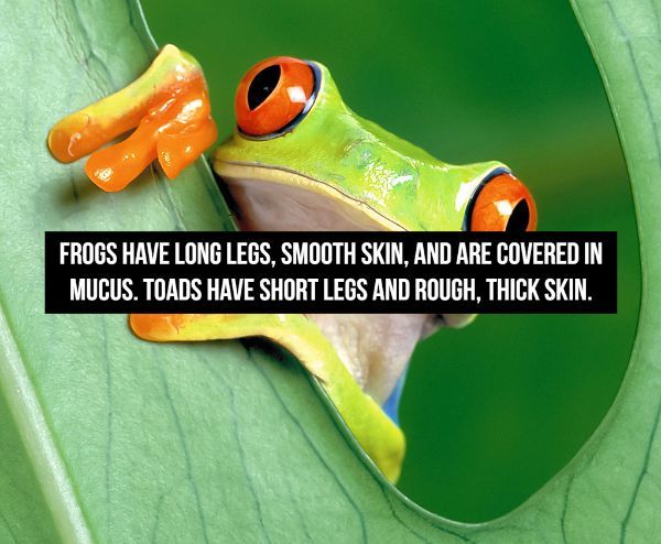 cute little frogs - Frogs Have Long Legs, Smooth Skin, And Are Covered In Mucus. Toads Have Short Legs And Rough. Thick Skin.