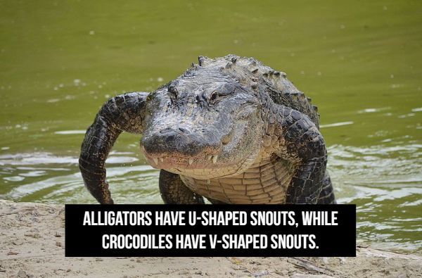 crawl alligator - Alligators Have UShaped Snouts, While Crocodiles Have VShaped Snouts.