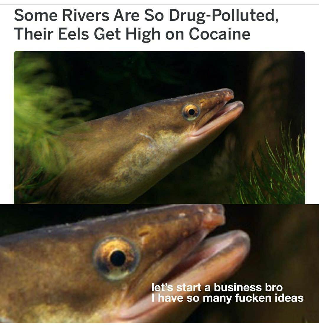 eels cocaine funny - Some Rivers Are So DrugPolluted, Their Eels Get High on Cocaine let's start a business bro I have so many fucken ideas
