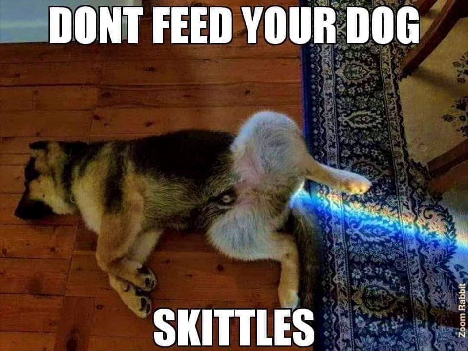 skittles dog meme - Dont Feed Your Dog Skittles Zoom Rabbit