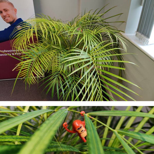 palm tree - Einn Professional security & Fines Ninn