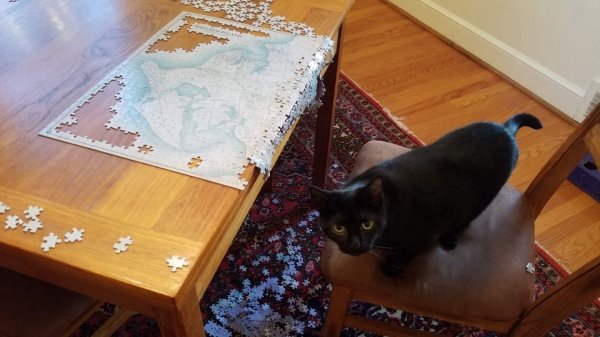 cat knocked puzzle off the table
