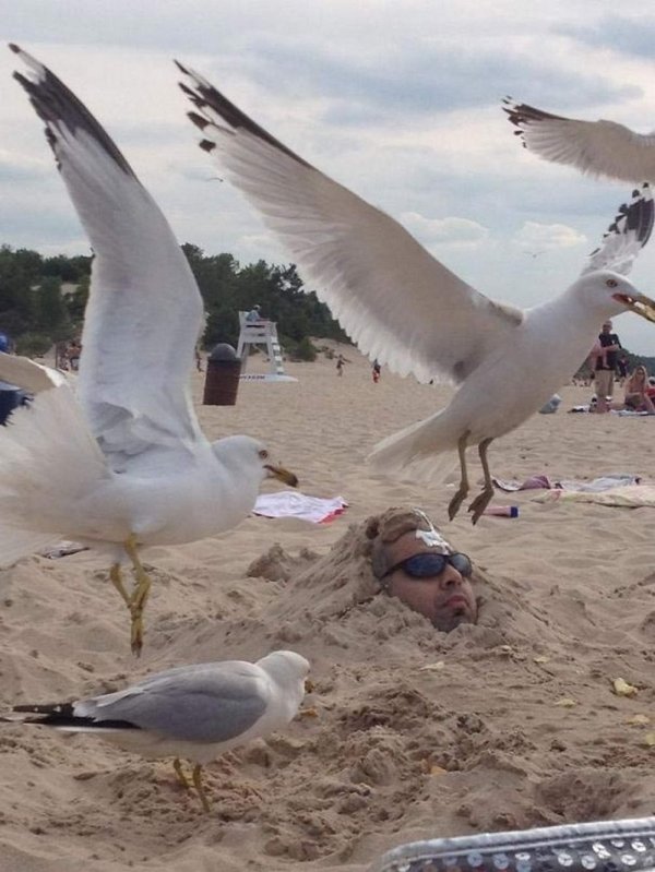 seagulls surrounding man buried in the sand at beach