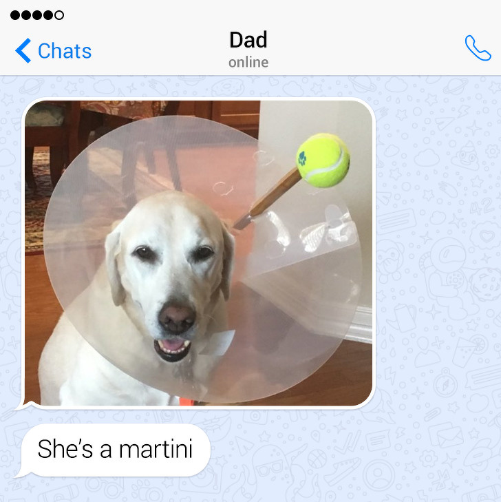 martini dog -