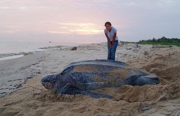 The endangered Leatherback sea turtle is the largest sea turtle on the planet.