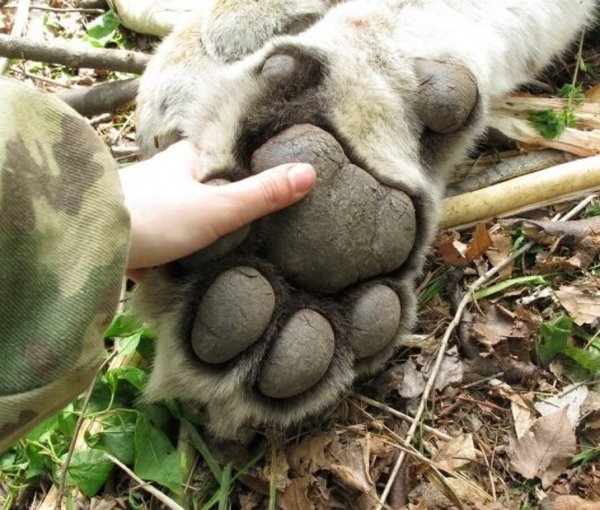 A Siberian tiger paw
