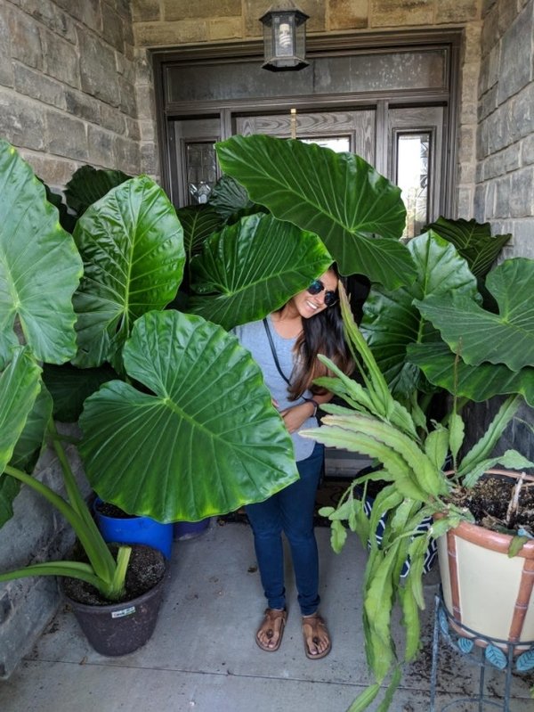 “My grandmother’s front door jungle (wife for scale)”