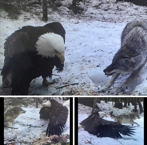 Bald eagle size vs grey wolf, caught on a trail cam