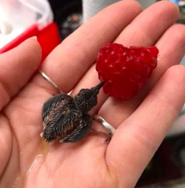 A baby hummingbird compared to a raspberry