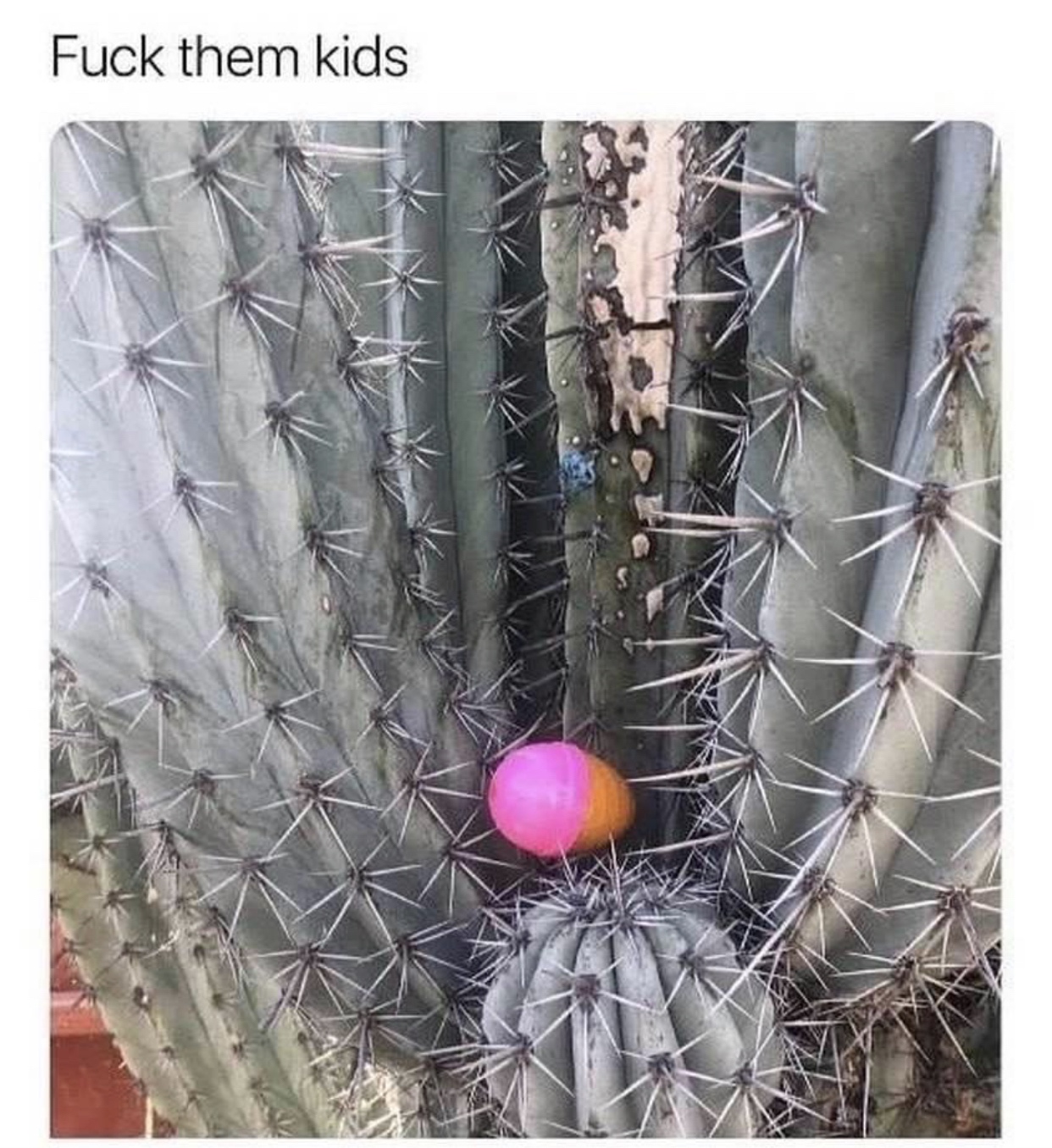 thorns spines and prickles - Fuck them kids