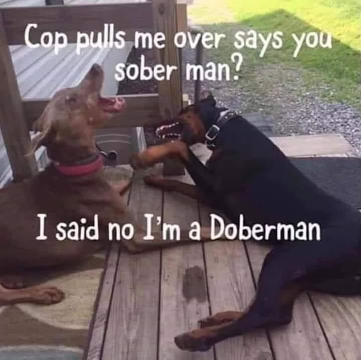 funny doberman memes - Con pulls me over says you sober man? I said no I'm a Doberman
