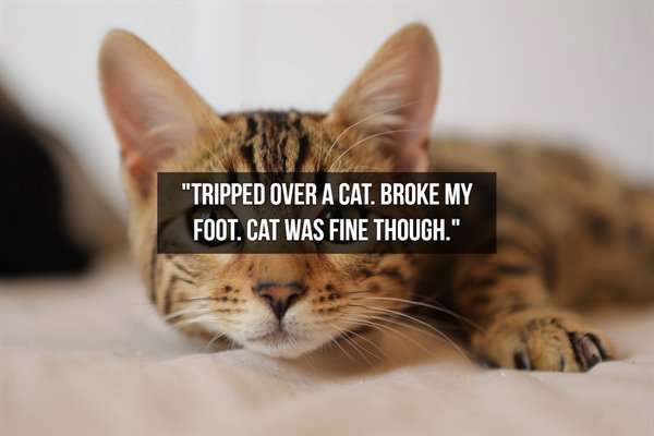 funny cat - "Tripped Over A Cat. Broke My Foot. Cat Was Fine Though."