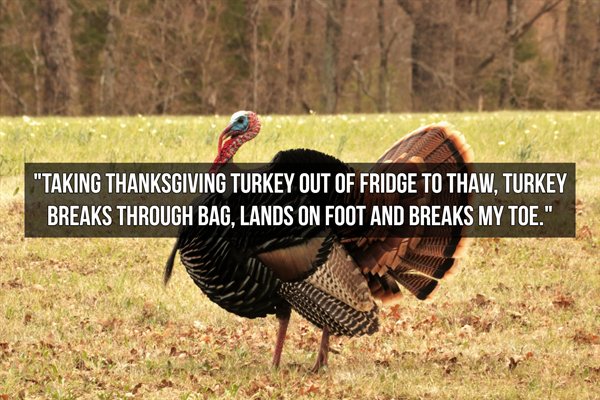 wild turkey - "Taking Thanksgiving Turkey Out Of Fridge To Thaw. Turkey Breaks Through Bag, Lands On Foot And Breaks My Toe."