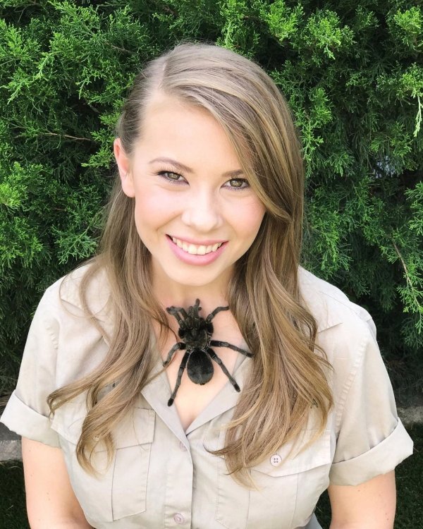 bindi irwin spider